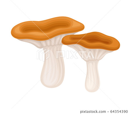 Saffron Milk Cap Forest Mushroom or Toadstool with Stem and Cap Isolated on White Background Vector Illustration Saffron Milk Cap Forest Mushroom or Toadstool with Stem and Cap Isolated on White Background Vector Illustration 64354390
