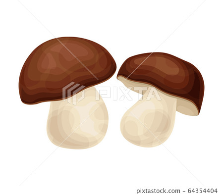 Forest Mushroom or Toadstool with Stem and Cap Isolated on White Background Vector Illustration 64354404