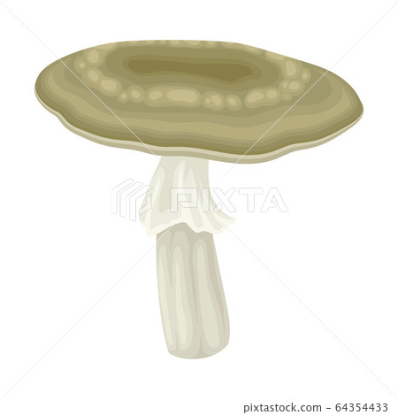 Milk Forest Mushroom or Toadstool with Stem and Cap Isolated on White Background Vector Illustration Milk Forest Mushroom or Toadstool with Stem and Cap Isolated on White Background Vector Illustration 64354433