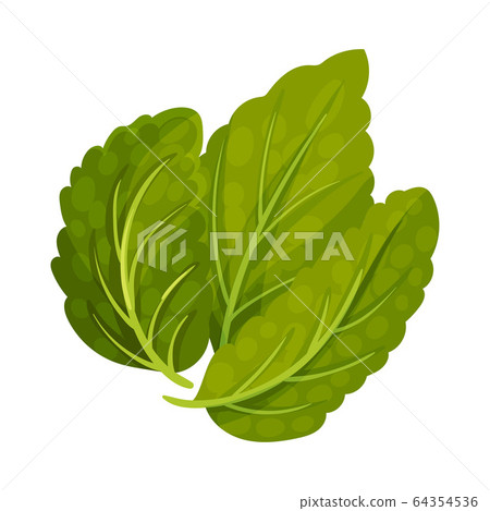 Aromatic Oblong Mint Leaves with Veins Isolated on White Background Vector Illustration 64354536