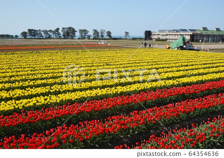 Tulip field at the beach 64354636