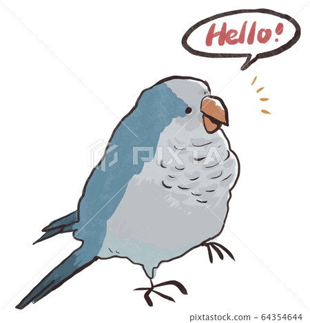 Okinawan Parakeet talking to Hello 64354644