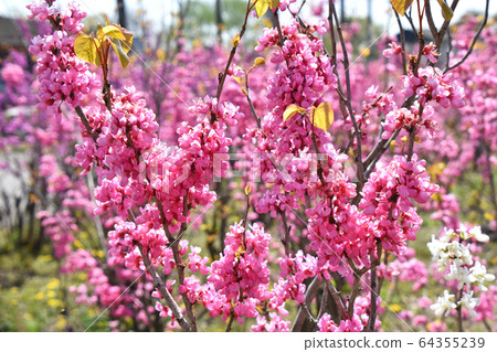 Redbud (Hanasoyoshi) 64355239