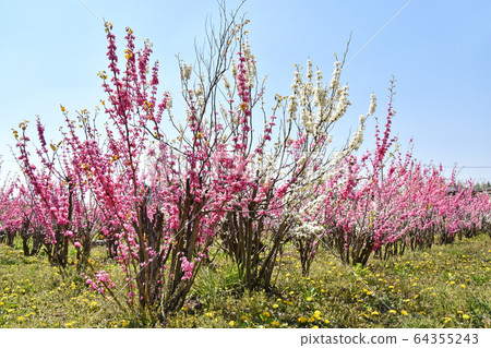 Redbud (Hanasoyoshi) 64355243