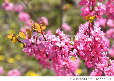 Redbud (Hanasoyoshi) 64355245