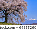 Cherry blossoms at Mizuka and Mt. Yatsugatake 64355260