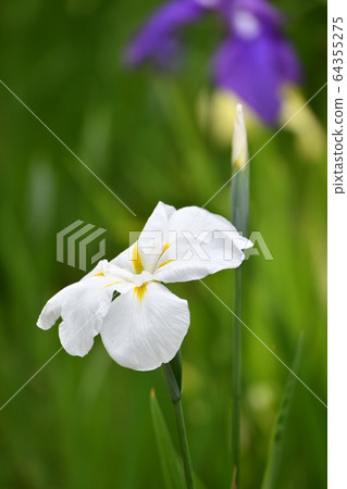 鳶尾花 鳶尾花 64355275