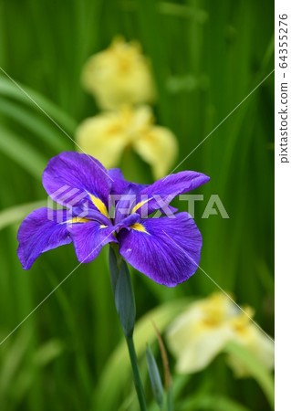 Iris flower Iris flower 64355276