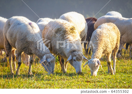 A herd of sheep on a meadow. 64355302