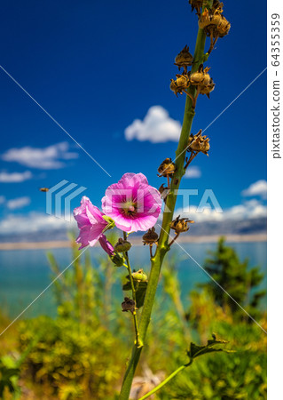 Hollyhock - Alcea rosea flower, sea and blue sky Hollyhock - Alcea rosea flower, sea and blue sky 64355359