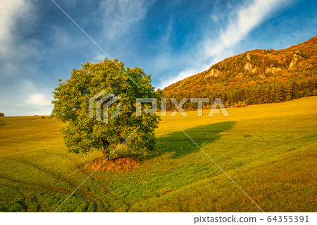 Autumn rural landscape with a tree. 64355391