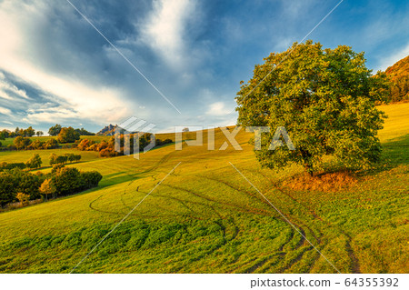 Autumn rural landscape with a tree. 64355392