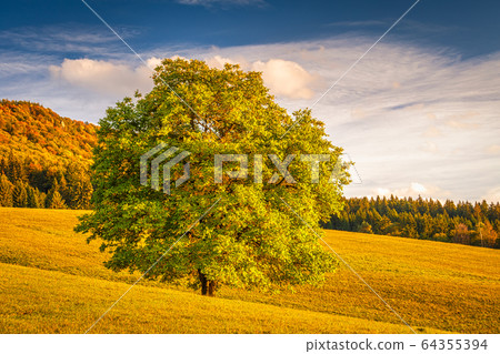 Autumn rural landscape with a tree. 64355394