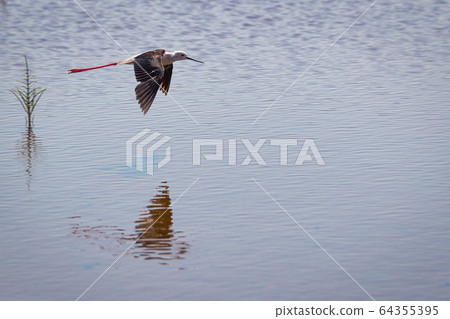 The black-winged stil bird in flight. 64355395