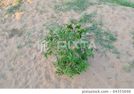 Grass on the sand. Grass on the sand. 64355698