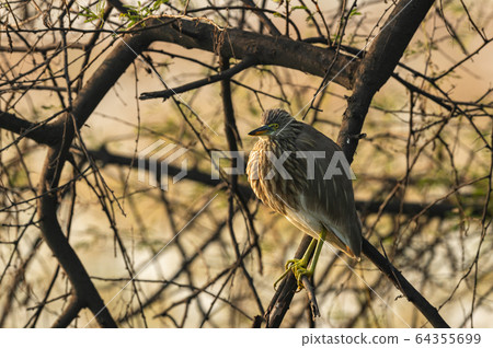 Indian Pond Heron or Ardeola grayii perched on branch at keoladeo national park or bharatpur bird sanctuary, rajasthan, india Indian Pond Heron or Ardeola grayii perched on branch at keoladeo national park or bharatpur bird sanctuary, rajasthan, india 64355699