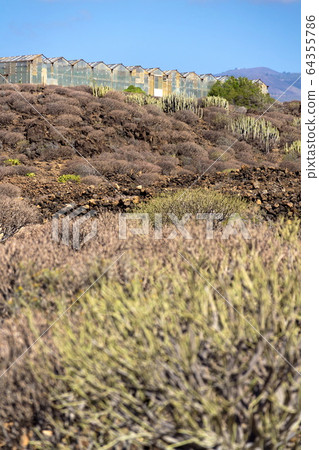Glass greenhouses in the middle of arid landscape, Tenerife coast near El Medano, Canary Islands, Spain, sunny summer day Glass greenhouses in the middle of arid landscape, Tenerife coast near El Medano, Canary Islands, Spain, sunny summer day 64355786