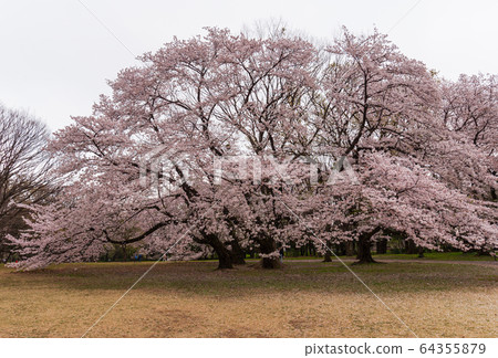 Cherry blossoms in full bloom in April, Setagaya Kinuta Park 64355879