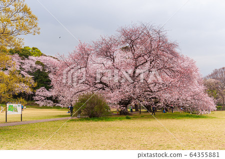 Cherry blossoms in full bloom in April, Setagaya Kinuta Park 64355881