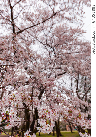 Cherry blossoms in full bloom in April, Setagaya Kinuta Park 64355888