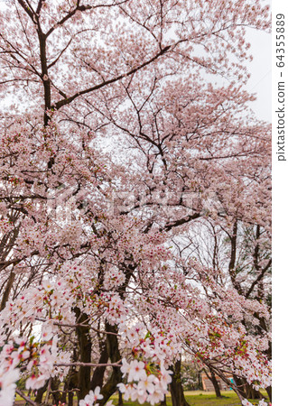 Cherry blossoms in full bloom in April, Setagaya Kinuta Park 64355889