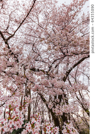 Cherry blossoms in full bloom in April, Setagaya Kinuta Park 64355890