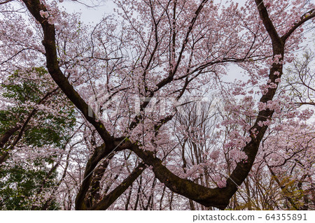 Cherry blossoms in full bloom in April, Setagaya Kinuta Park 64355891
