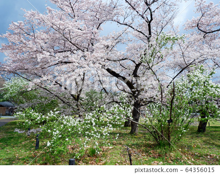 Kyoto Prefectural Botanical Garden Somei Yoshino and Rikyu Ume 64356015