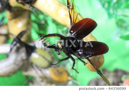 World beetle stag beetle 64356099