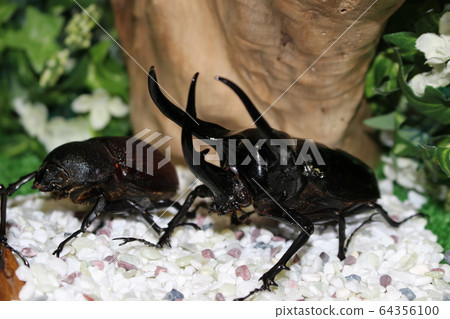 World beetle stag beetle 64356100