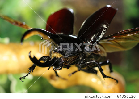 World beetle stag beetle 64356126
