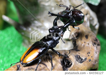 World beetle stag beetle 64356127