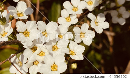 Jopopa, spring, flower 64356302