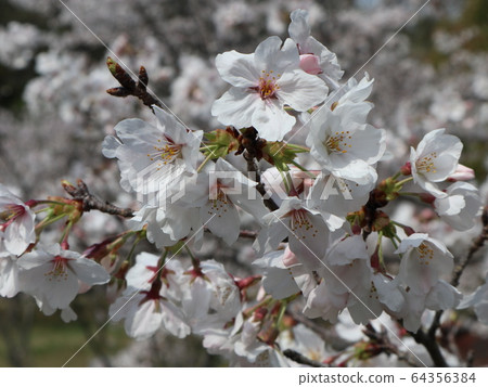 Kobe City Nishi Ward Seijin Central Park Park Sakura and others Kobe City Nishi Ward Seijin Central Park Park Sakura and others 64356384