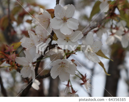 Kobe City Nishi Ward Seijin Central Park Park Sakura and others 64356385