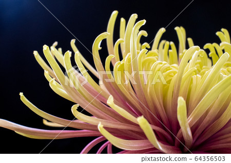 菊花 菊花 64356503