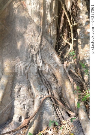 Trees and tree roots. Trees and tree roots. 64357061
