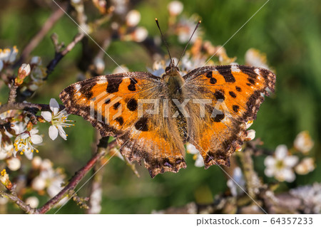Large tortoiseshell (Nymphalis polychloros) 64357233