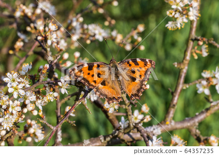 Large tortoiseshell (Nymphalis polychloros) 64357235