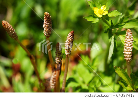 Horsetail of the Kii Mountains Horsetail of the Kii Mountains 64357412