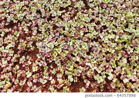 Growing organic vegetable farms  64357898