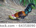 Chicken eating coconut Chicken eating coconut 64358090