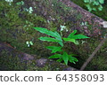 New life New shoots in the mountains of Hawaii New life New shoots in the mountains of Hawaii 64358093