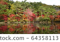 Autumn leaves 64358113