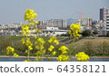 Rape blossoms 64358121