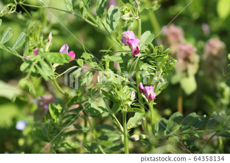 卡拉蘇諾豌豆 卡拉蘇諾豌豆 64358134