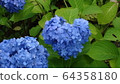  hydrangea 64358180
