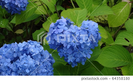 hydrangea hydrangea 64358180