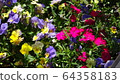 Spring 64358183