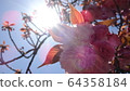 Cherry Blossoms	 64358184